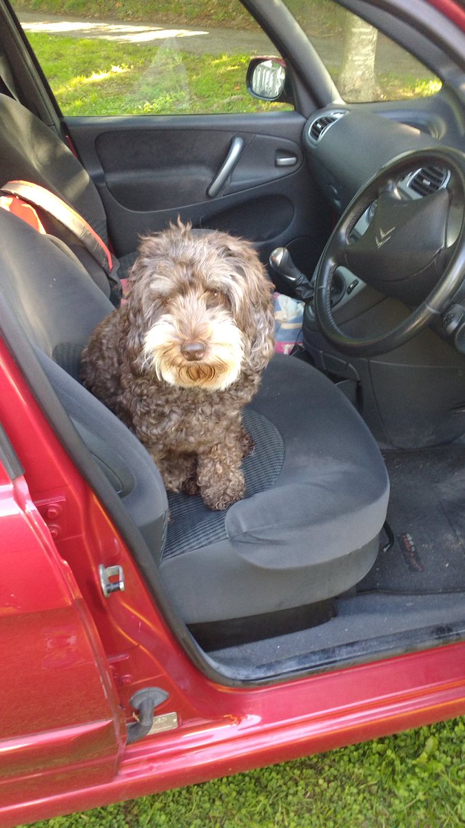 DougieCockapoo's tweet photo. I am planning to drive the family home today. #cockapoo https://t.co/pDctgGaqJF