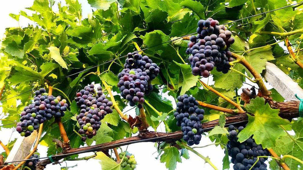 standreawine's tweet photo. Ripening is in progress! C'mon grapes... 👏😊🍇 #standreawinery #egerwineregion #hangacsvineyard #kekfrankos #grandsuperior #clusterthinning #… https://t.co/hxu40cmpiu
