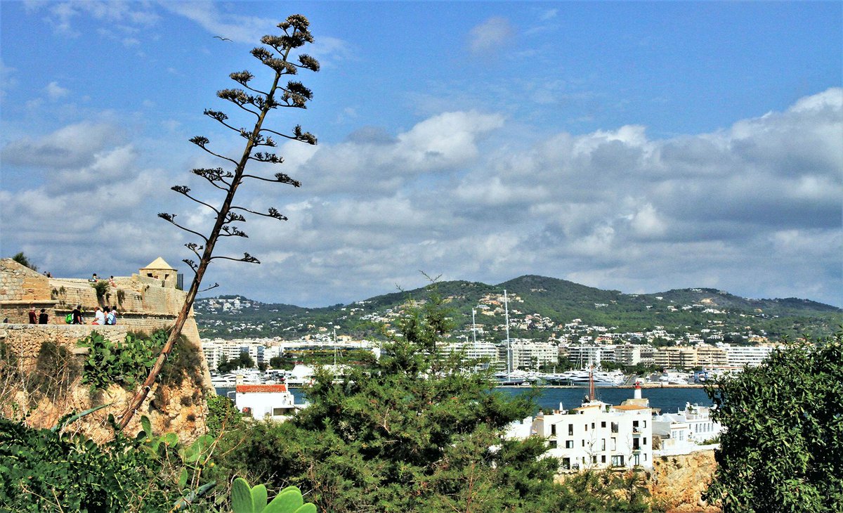 xploringamazing's tweet photo. An unusual perspective of #Ibiza town π€©#pourlesconnaisseurs
#exploringamazing https://t.co/THrNWiZmqO