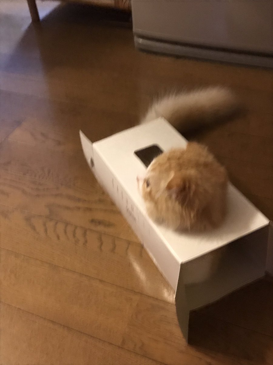 Motoki111813's tweet photo. 猫型ロボット https://t.co/n7Z21jOfNR