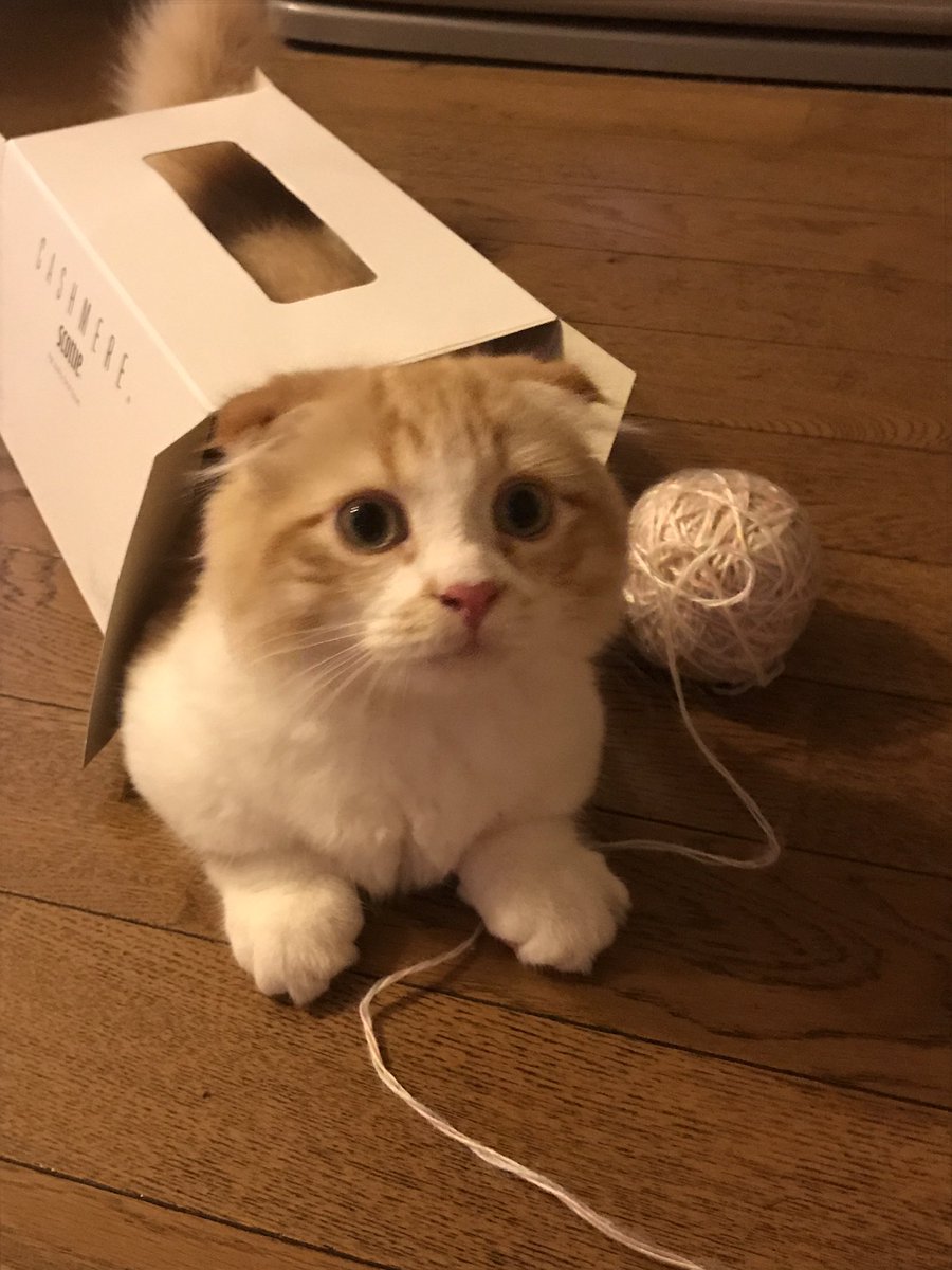 Motoki111813's tweet photo. 猫型ロボット https://t.co/n7Z21jOfNR