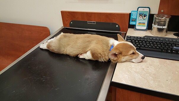ThatsAnimals's tweet photo. Tired puppies at their finest: https://t.co/wLMfoXn2GR