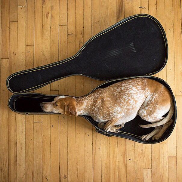 ThatsAnimals's tweet photo. Tired puppies at their finest: https://t.co/wLMfoXn2GR