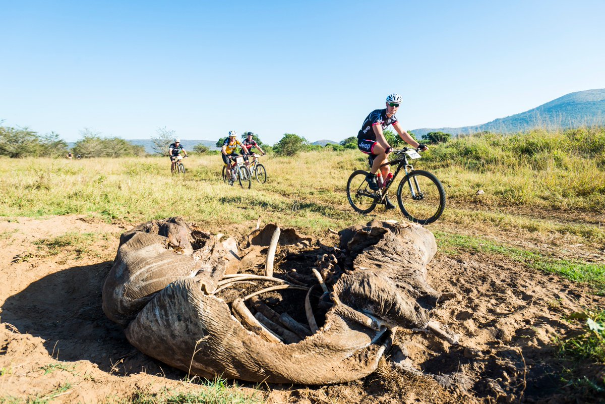 Watch: Poachers are stealing more than just horns! Watch the official iMfolozi2017 Challenge clip.  goo.gl/syhQbM #RideTheWild
