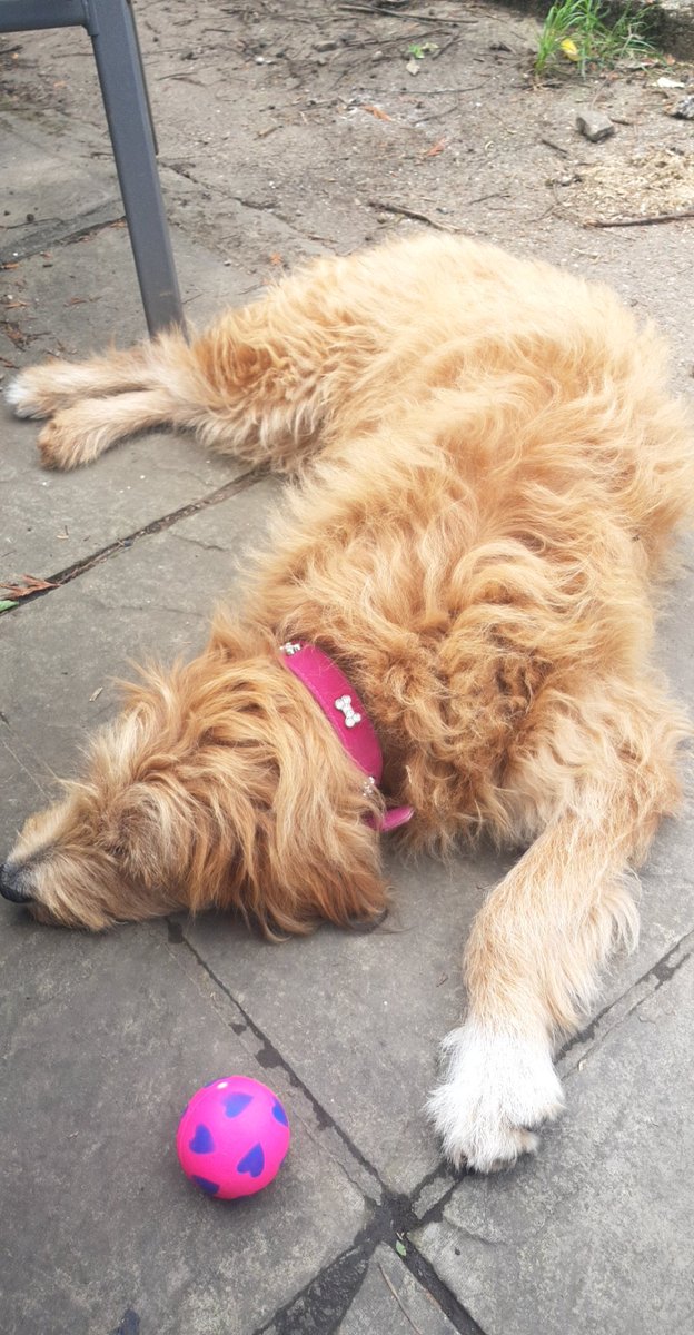 Rebeccar91's tweet photo. My beautiful foster puppy Twiggy 🐶. I am heartbroken that she has suffered so much abuse in her short life. How could you? #puppy #love https://t.co/ovWSQEBQCz