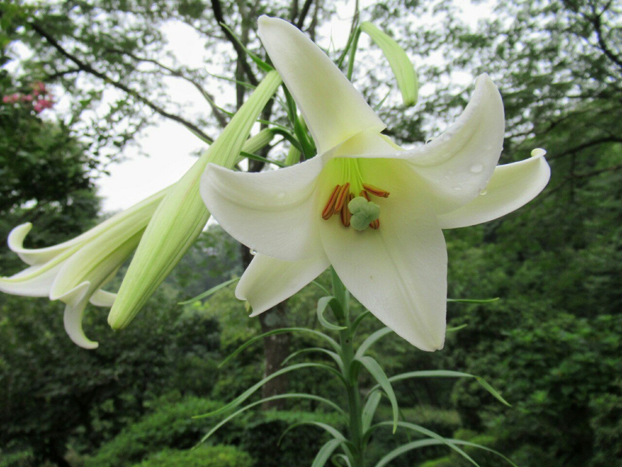 雑草図鑑 準備中 609 タカサゴユリ ユリ科 台湾原産 近縁種のテッポウユリ は６月に咲くが こちらはお盆前ごろ咲く 繁殖力が強く 道端に雑草化する テッポウユリの形質が混ざった個体はシンテッポウユリとも呼ばれる 花 外来雑草 フラワー
