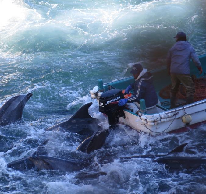 #Klaksvik &amp; #Taiji→sister cities→same sin→murder of #dolphins &amp; #pilotwhales→steeped in immorality→no self-respect