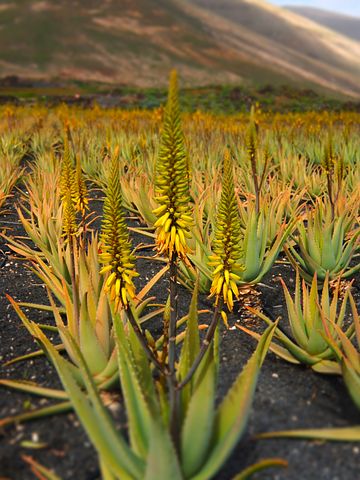 L'aloe vera una pianta considerata magica nell'antichità.
viverelanzarote.it/laloe-benefici/
#Tenerife #Lanzarote #GranCanaria #AloeVera
