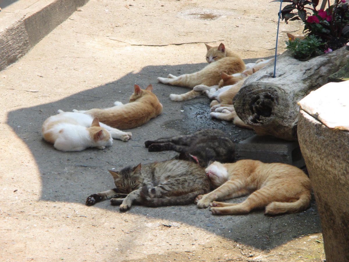 猫の島 青島 Pa Twitter シエスタ 午後の昼寝 暑い夏の日 青島の猫たちはシエスタ 午後の昼寝 の時間です 気持ちよく寝ています 猫の島 青島 Pa Twitter シエスタ 午後の昼寝 暑い夏の日 青島の猫たちはシエスタ 午後の昼寝 の時間です 気持ちよく寝ています