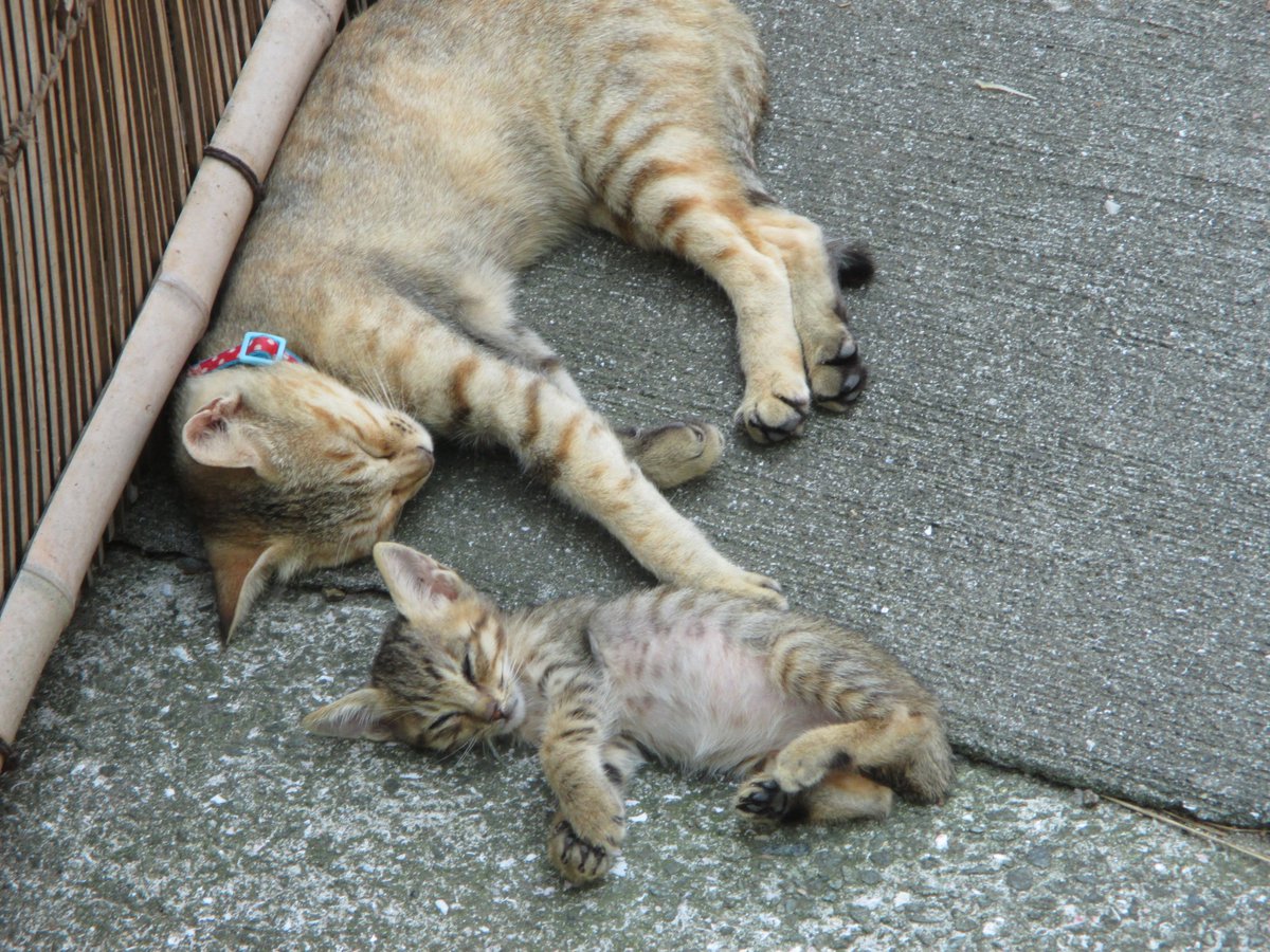 猫の島 青島 V Tvittere 今から２年前の青島の真夏の様子です 子猫は母親ネコの近くで寝ていました この頃は 子猫を襲うオス猫 ストレスをかかえたオス猫 はいませんでした 今のオス猫はメス猫が少なくなった猫島でストレスをかかえ 子猫を襲っています