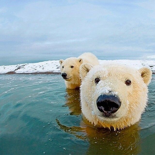 Polar Bear Selfie, Alaska      Photography by Steven Kazlowski