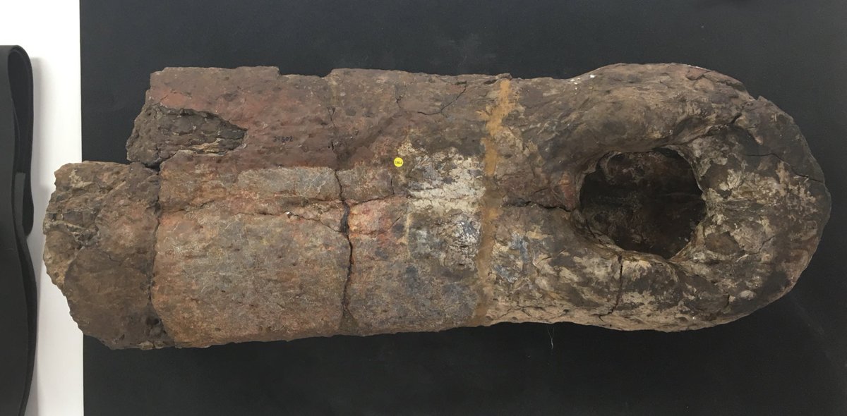 NHMdinolab's tweet photo. The impressively huge Siwalik croc Rhamphosuchus @NHM_London @NHM_FossilCrocs : this is just its snout! #FossilFriday https://t.co/YTcCEnExBp
