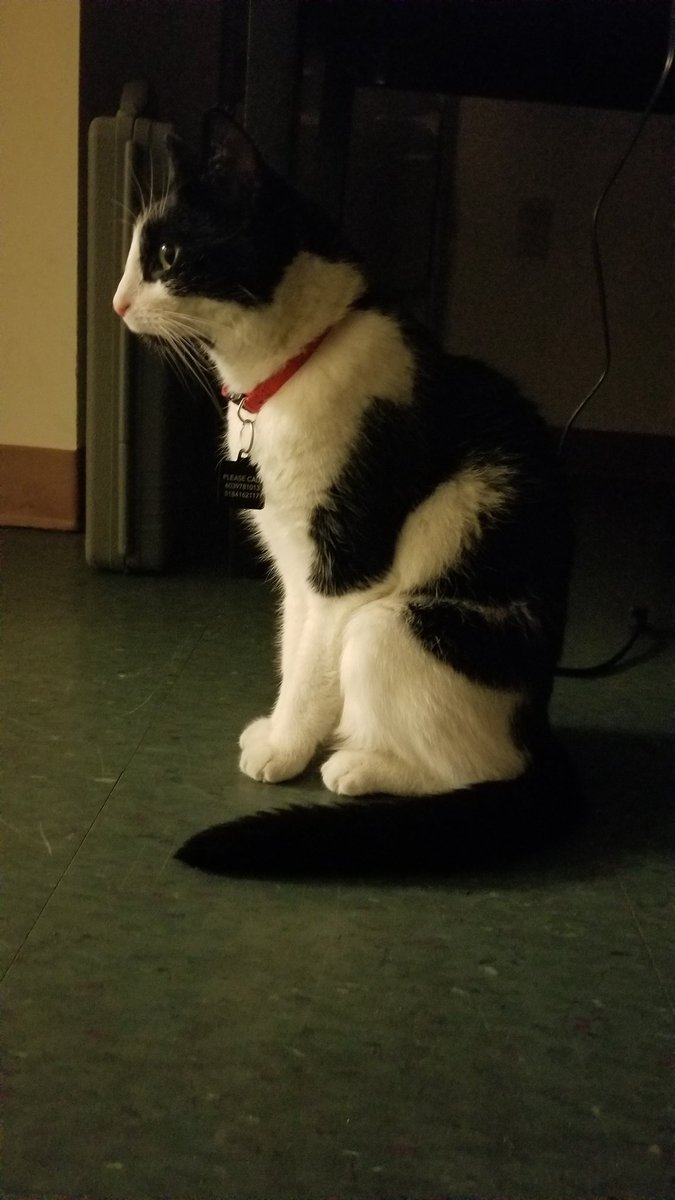 MLP_JSnow's tweet image. (( life update: player got a cat))