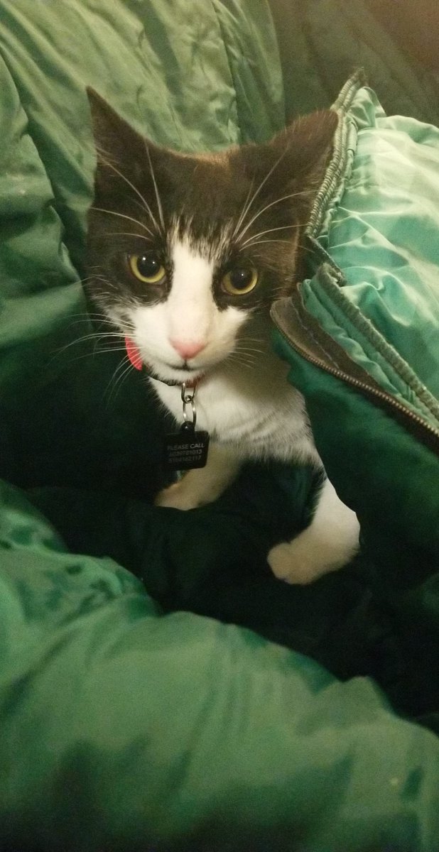 MLP_JSnow's tweet image. (( life update: player got a cat))