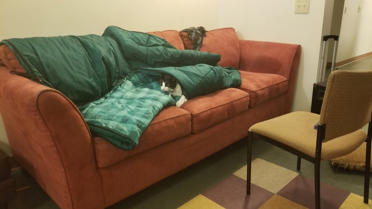 MLP_JSnow's tweet image. (( life update: player got a cat))