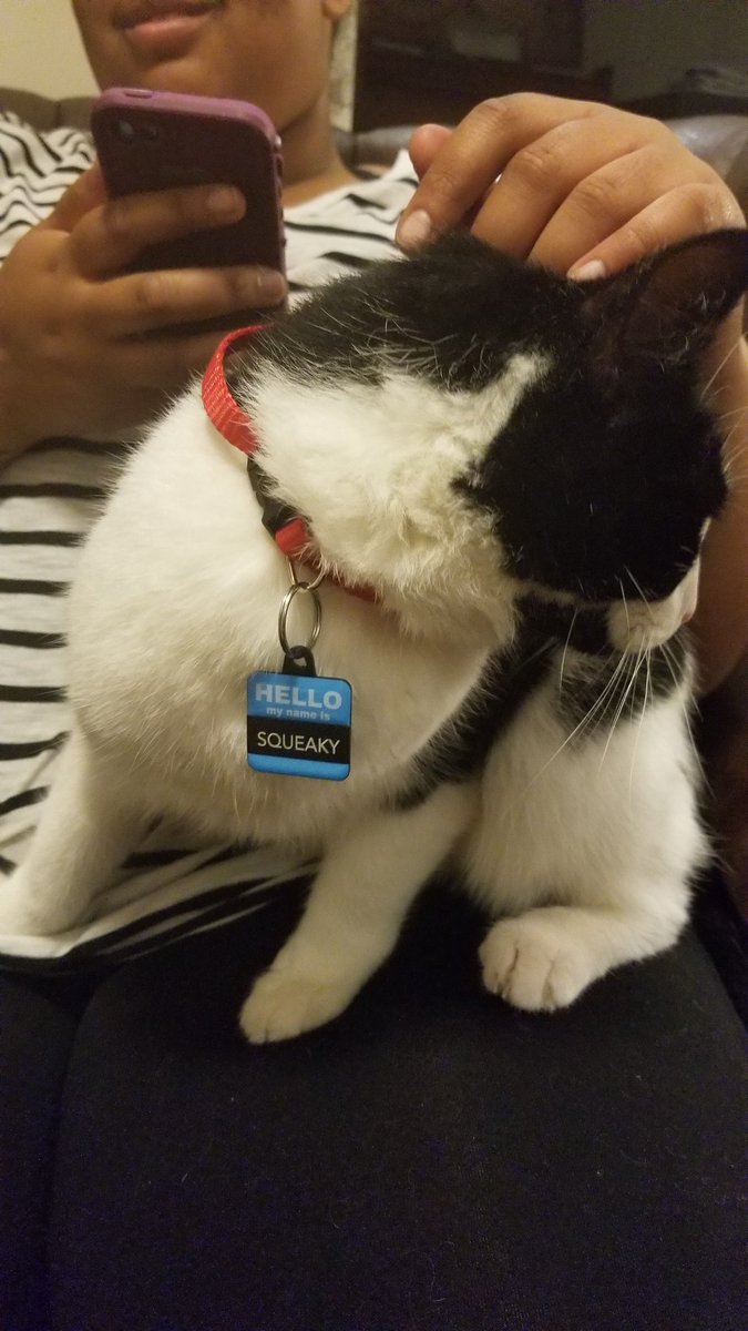 MLP_JSnow's tweet image. (( life update: player got a cat))