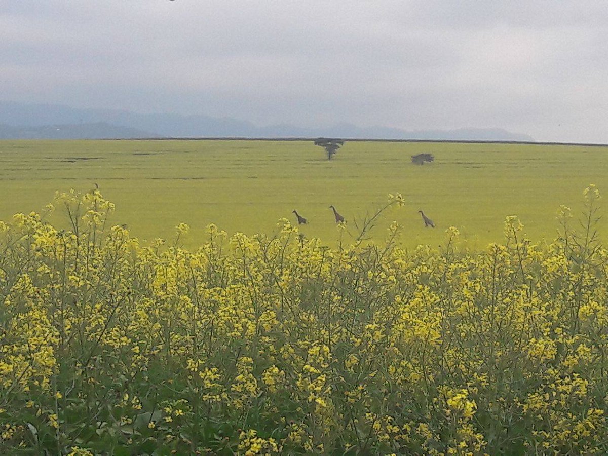 Bet you've never seen this before - giraffes in oilseed rape! Thanks to Becky Summers, who farms at Naivasha in Kenya, for the picture.