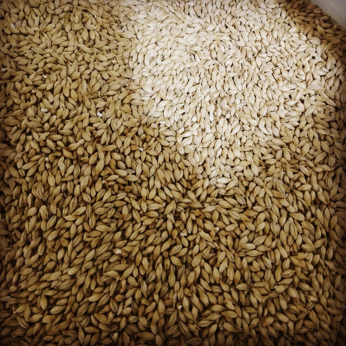 FaolBrew's tweet image. Using @rootshootmalt for #insertcoin. 
#drinklocal #localmalt.