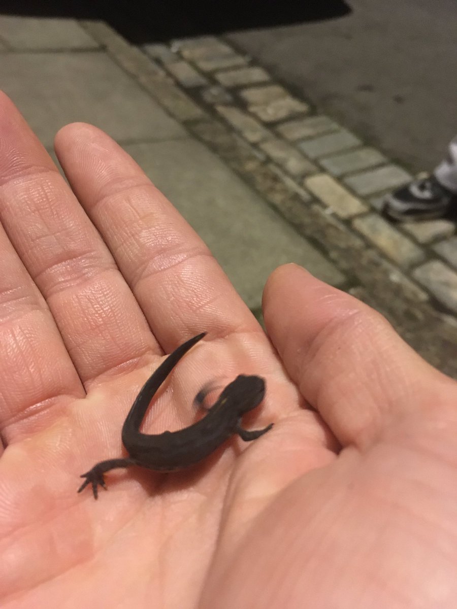 MeskillJamie's tweet image. I met a friend early hours of the morn cute as little newt called him Tim