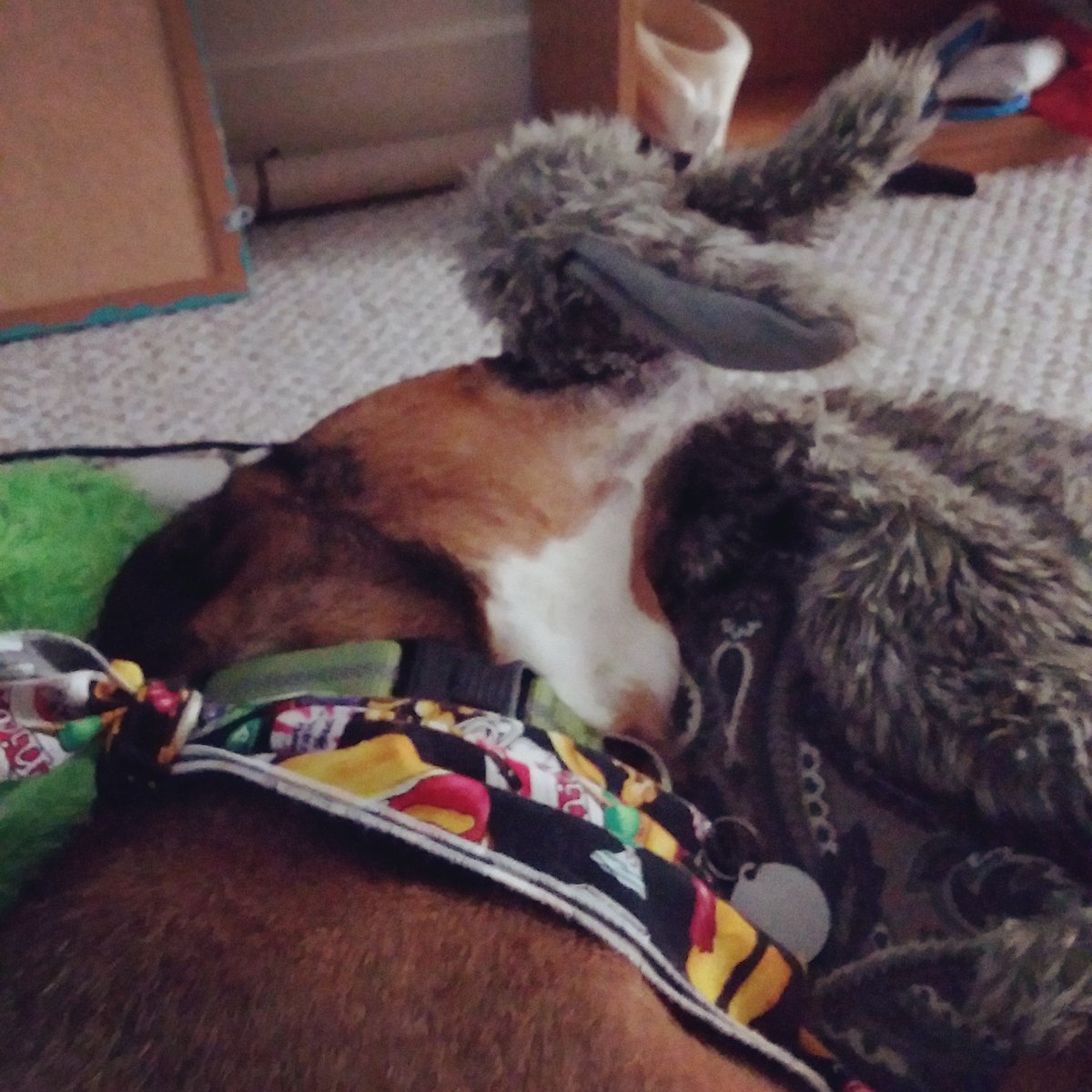 Morning time with bunny!