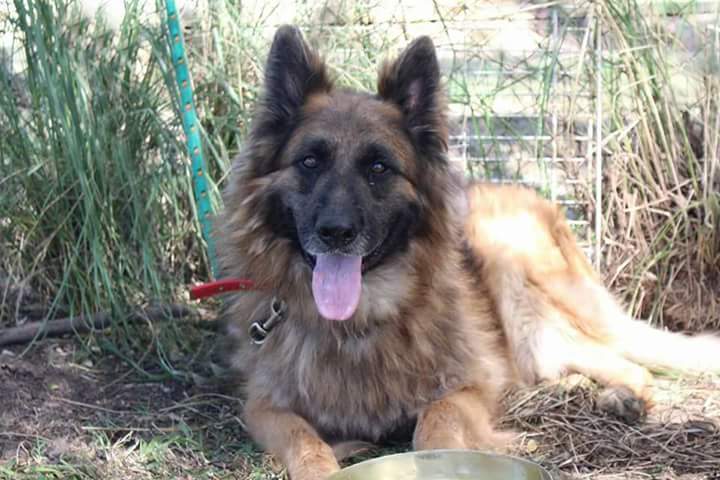 elcampito's tweet photo. Soy EUGENIO💖🐾
Me atropellaron, entré disca al Campito. Me curaron y ya puedo caminar super bien! 
Me adoptas?👉adoptantesdelcampito@gmail.com https://t.co/DGfSZehcb1