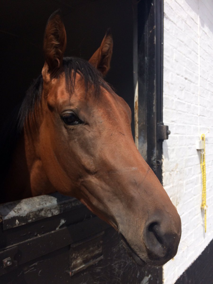 New recruit Honey Blossom (Makfi) makes her debut for the yard <a href="/NewmarketRace/">Newmarket Racecourse</a> July Course tonight in the 6.05pm