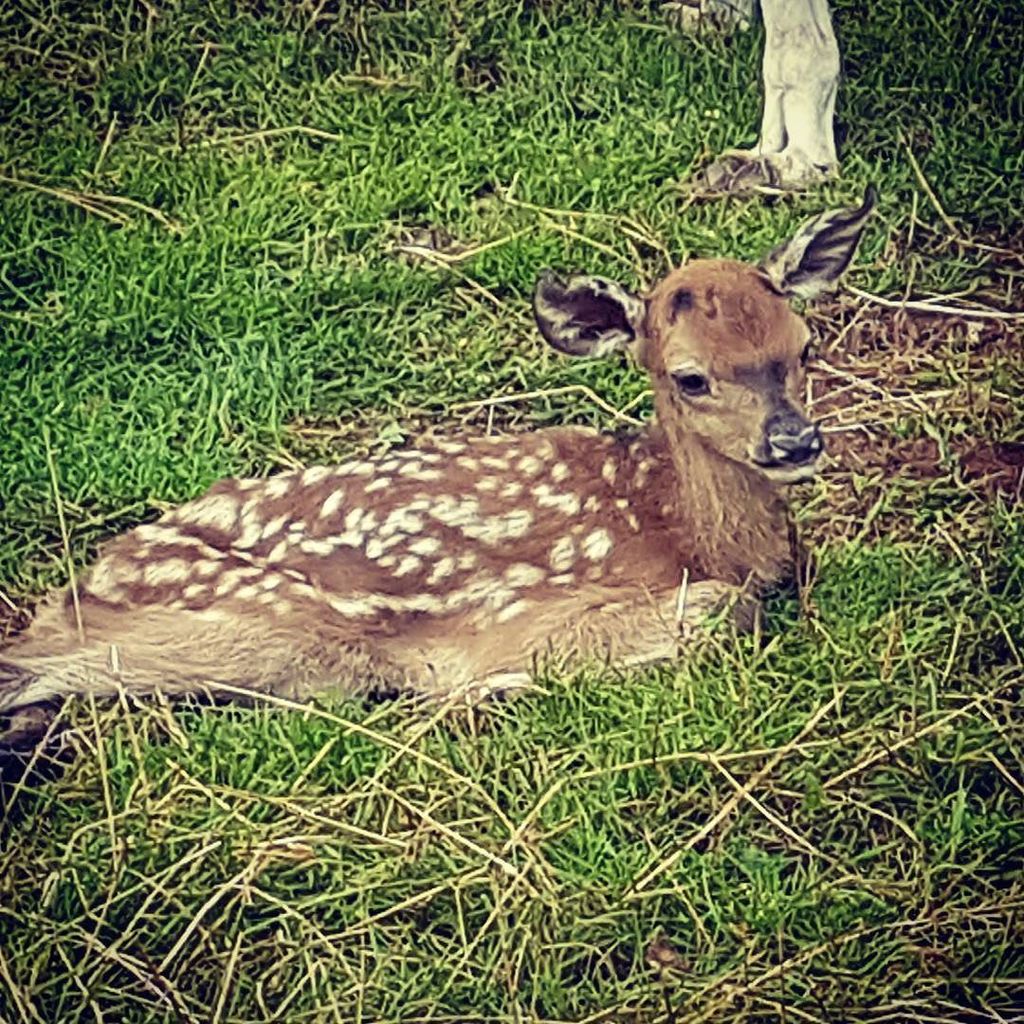 Babyfawn Recherche Sur Twitter Babyfawn Recherche Sur Twitter