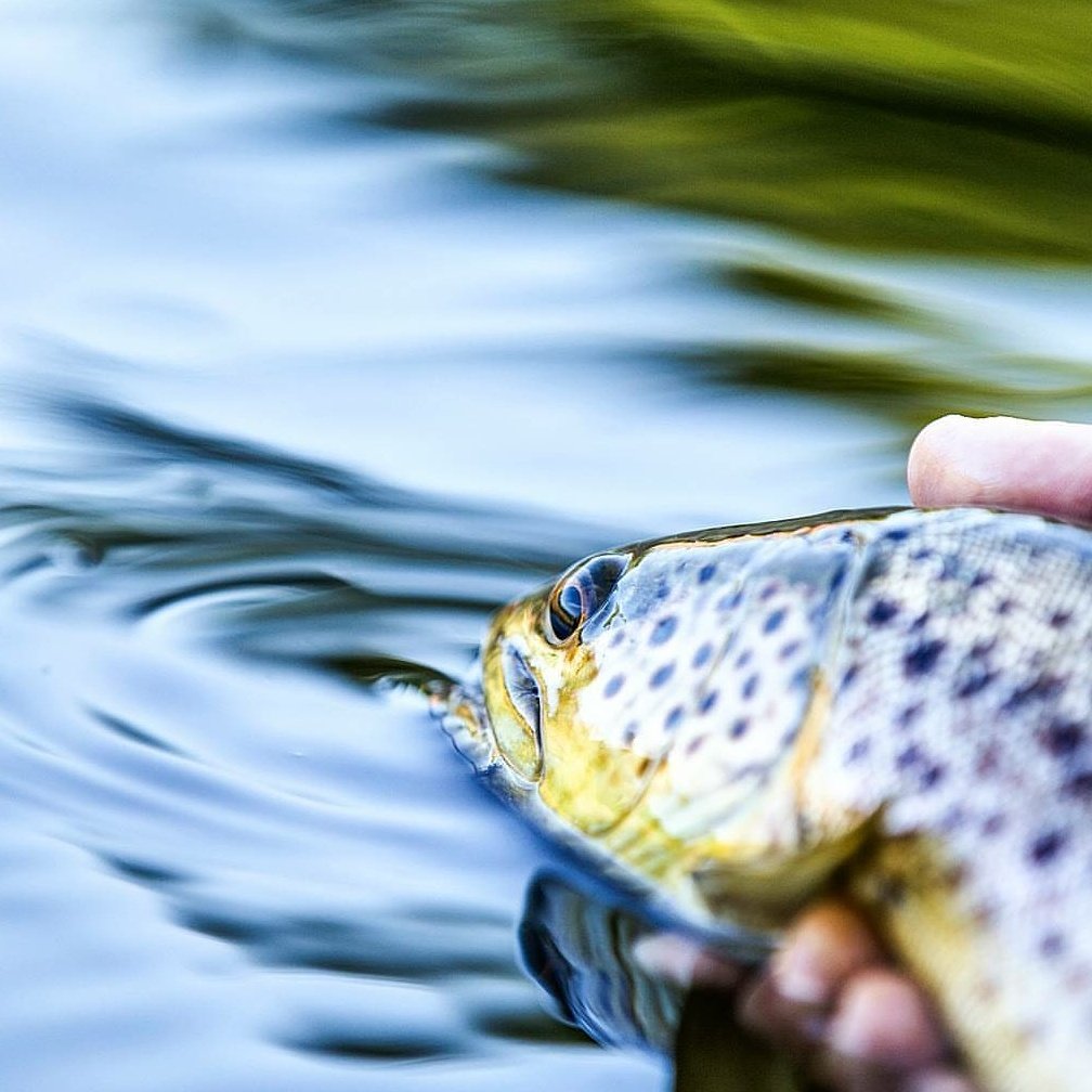 weberflyfish tweet picture