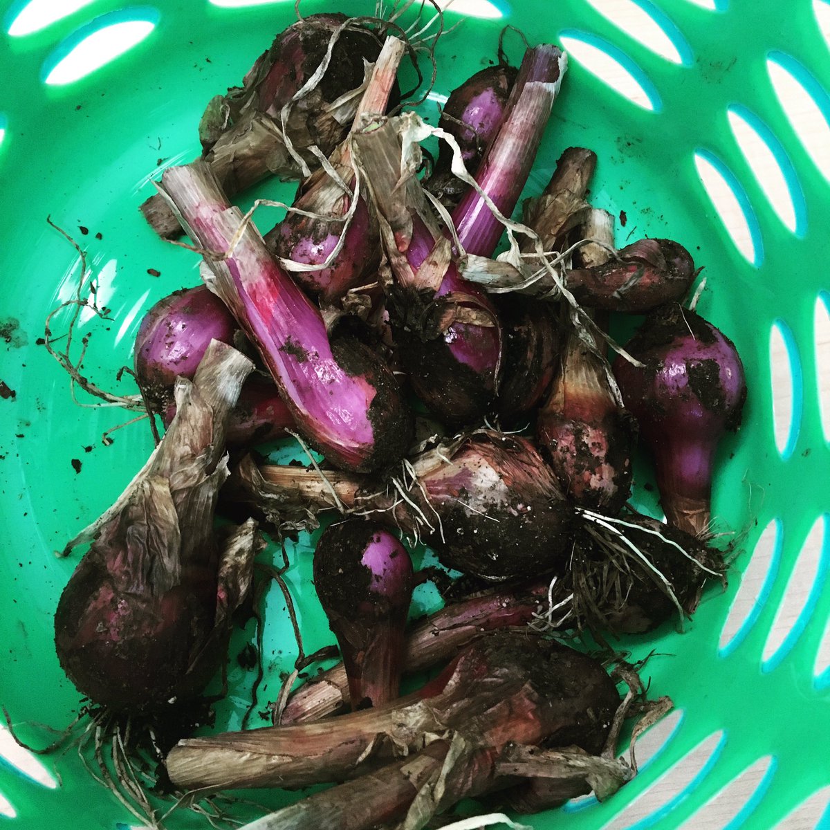 Behold! The humble #shallot just harvested from our #KitchenGarden. #loveandhappiness #growyourown #notafraidtogetdirty #communitygarden