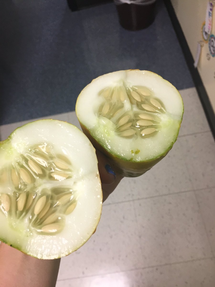 mspittsDSES's tweet photo. Fresh cucumbers from our garden we planted before the summer!!! 🥒@sonoman123 https://t.co/IogMNAswHu