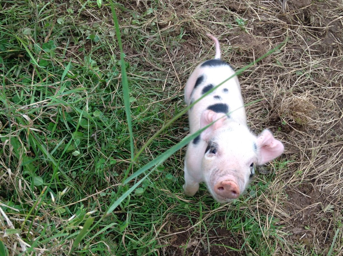 Exciting news! Cassandra our head sow recently gave birth to 11 healthy piglets 😍Stay tuned for more piggy updates... #FridayFeelings