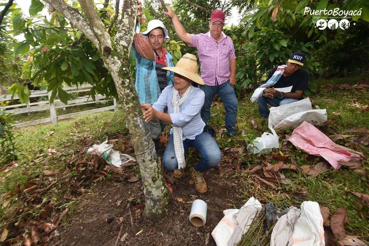alcaldiaptoboy's tweet photo. Alcaldía @alcaldiaptoboy lleva a cabo la ejecución del proyecto de Rehabilitación de los Cultivos de Cacao @RedCacaotera @AgroLombia https://t.co/ltibazNWRm