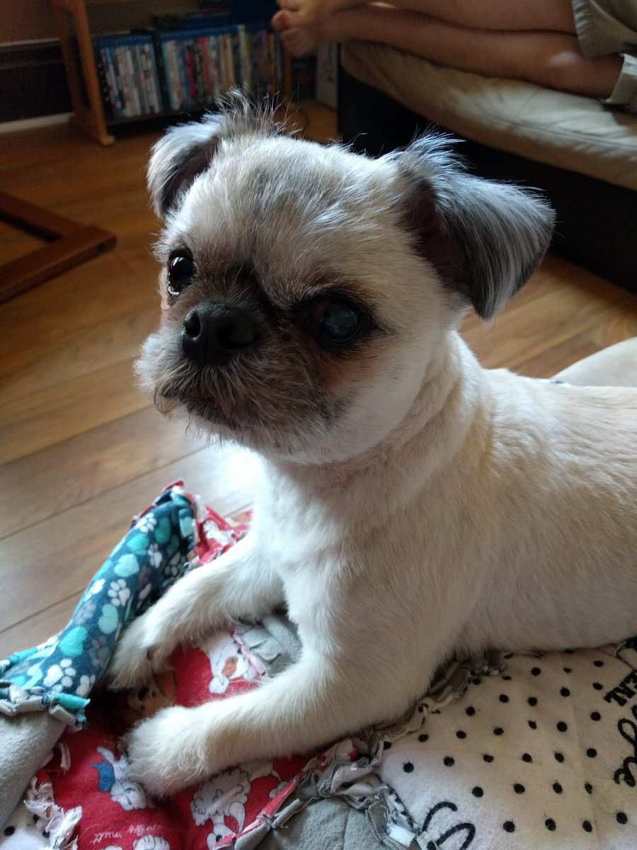 FelixthePugzu's tweet photo. Come on everybody! Post your #FuzzyFaceFriday pics! If you're a furbaby, you've got fuzz! ('cept for those weird cats... BOL!!) https://t.co/j2BrFSn6pq