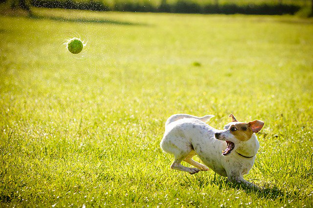 LBS's tweet photo. Check out the adorable AI bot – a dog in designer spectacles – powering @pluto_petcare, founded by an LBS grad https://t.co/kgbLA6ZNue https://t.co/gcvCuO6OYs