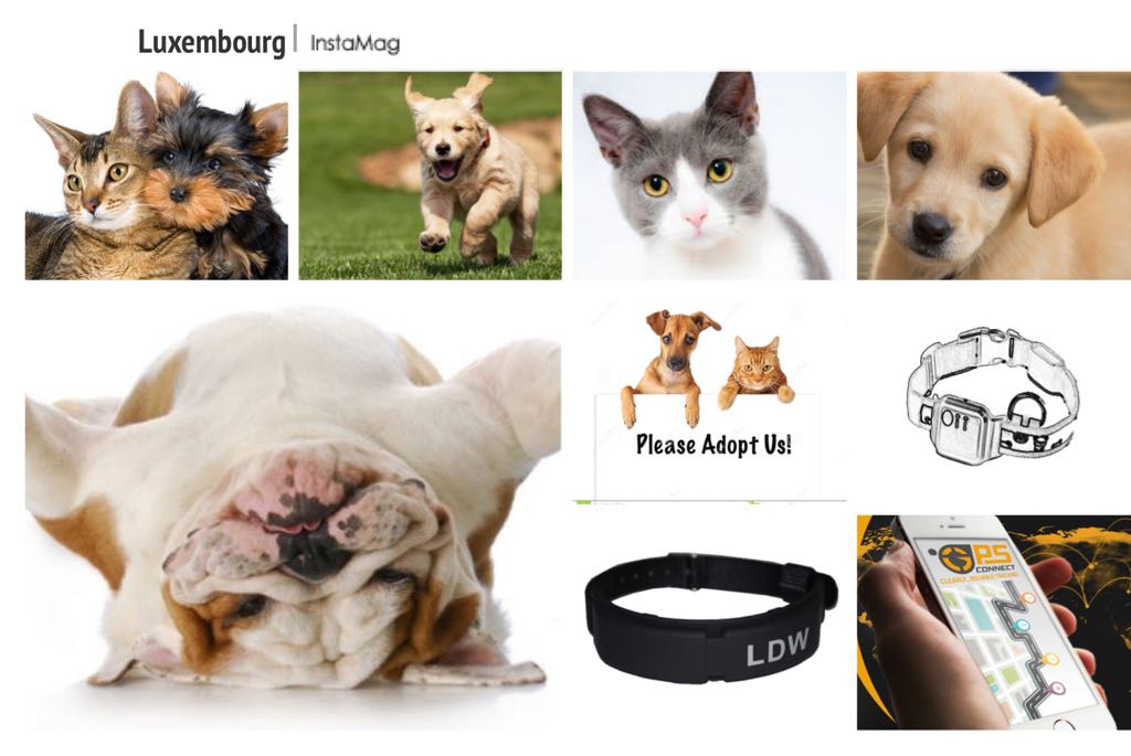 GPSconnectUK's tweet image. How do you protect your pet? Let GPSconnect help you keep them safe! #PetTrackers #GPSTrackApp #ShockSensor #ProtectYourPets