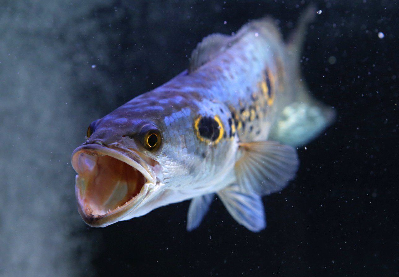 Sonatine ガォーーー 歯がある D フラワートーマン オセレイトスネークヘッド Channa Pleurophthalma T Co Zacqhgmdln Twitter