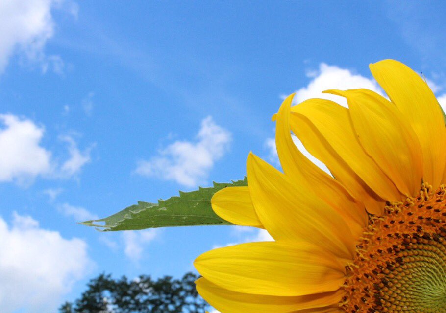 natdphoto's tweet photo. sunflowers 🌻 https://t.co/LVlEsYQlYl