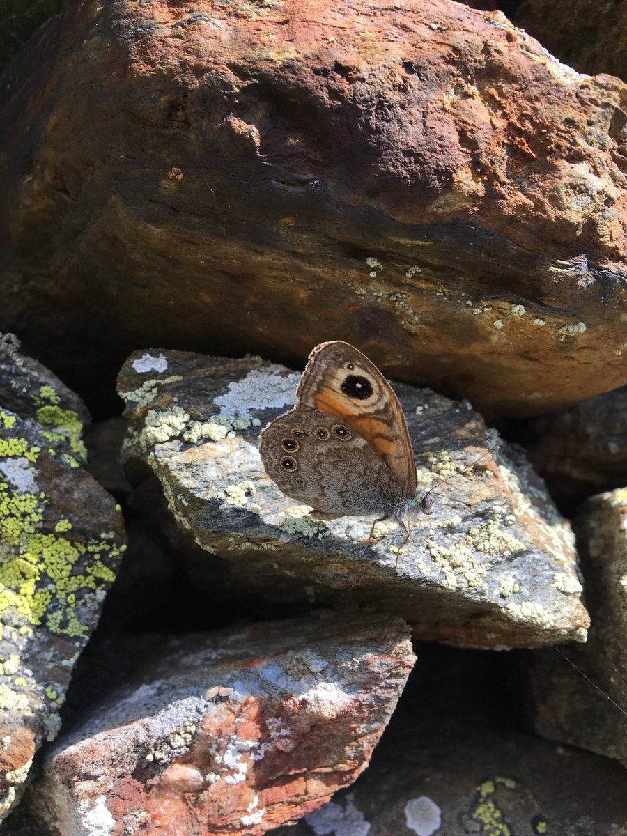 wordandmovement's tweet photo. "look carefully; record what you see. Find a way to make beauty necessary; find a way to make necessity beautiful."

Anne Michaels https://t.co/ZfmLabMOi8