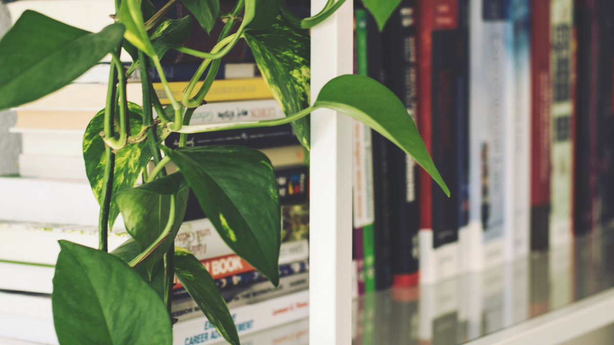 Startup_Collab's tweet photo. We're sharing our #fellow reading list up on the #microblog today! #thestartupcollaborative https://t.co/aGA5Cfgffq https://t.co/SknejVFhCD