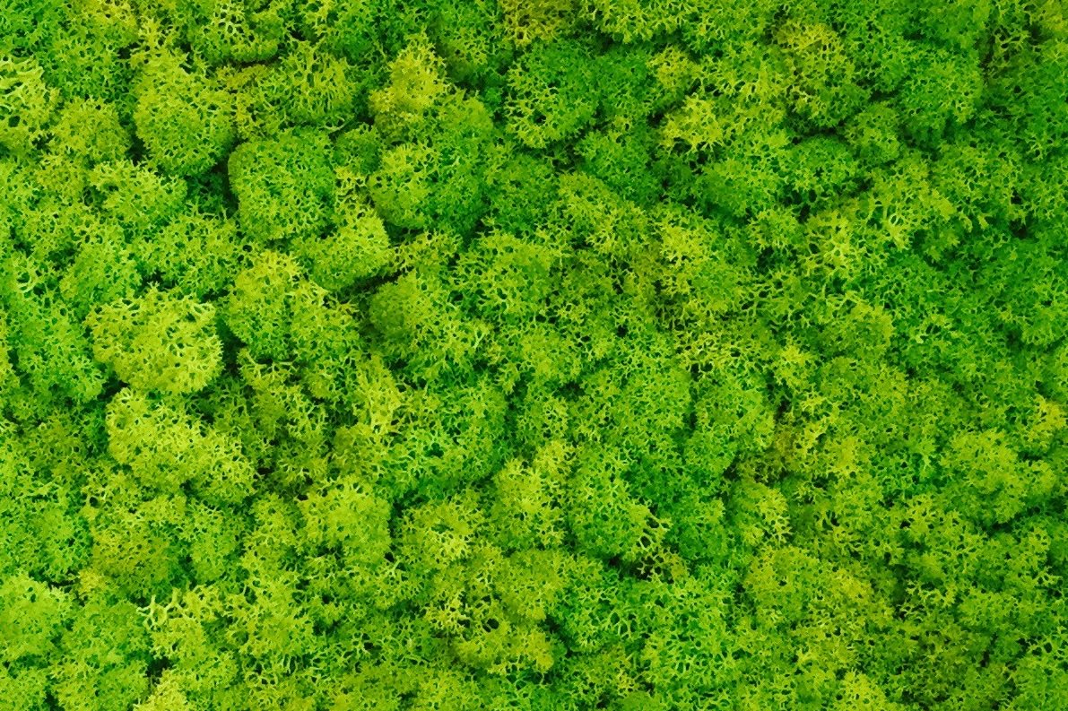 NmacLightingLTD's tweet photo. For more information about the #unique Ringo Star #Scandinavian #Live #Moss #Acoustic #Luminaires, contact Nmac at sales@nmaclighting.com! https://t.co/Q2rWQUnQPD