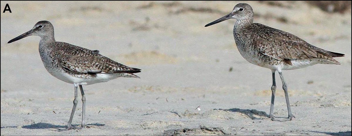 From 2016: Willet be 1 species or 2? A genomic view of the evolutionary history of T. semipalmata americanornithologypubs.org/doi/full/10.16… #OA #ornithology