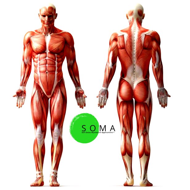 Mobilize tissue for enhanced systemic energy transfer youtu.be/Ce06mteptrc feelsoma.com/soma-immersion… #feelsoma #MoveFeelLivebetter