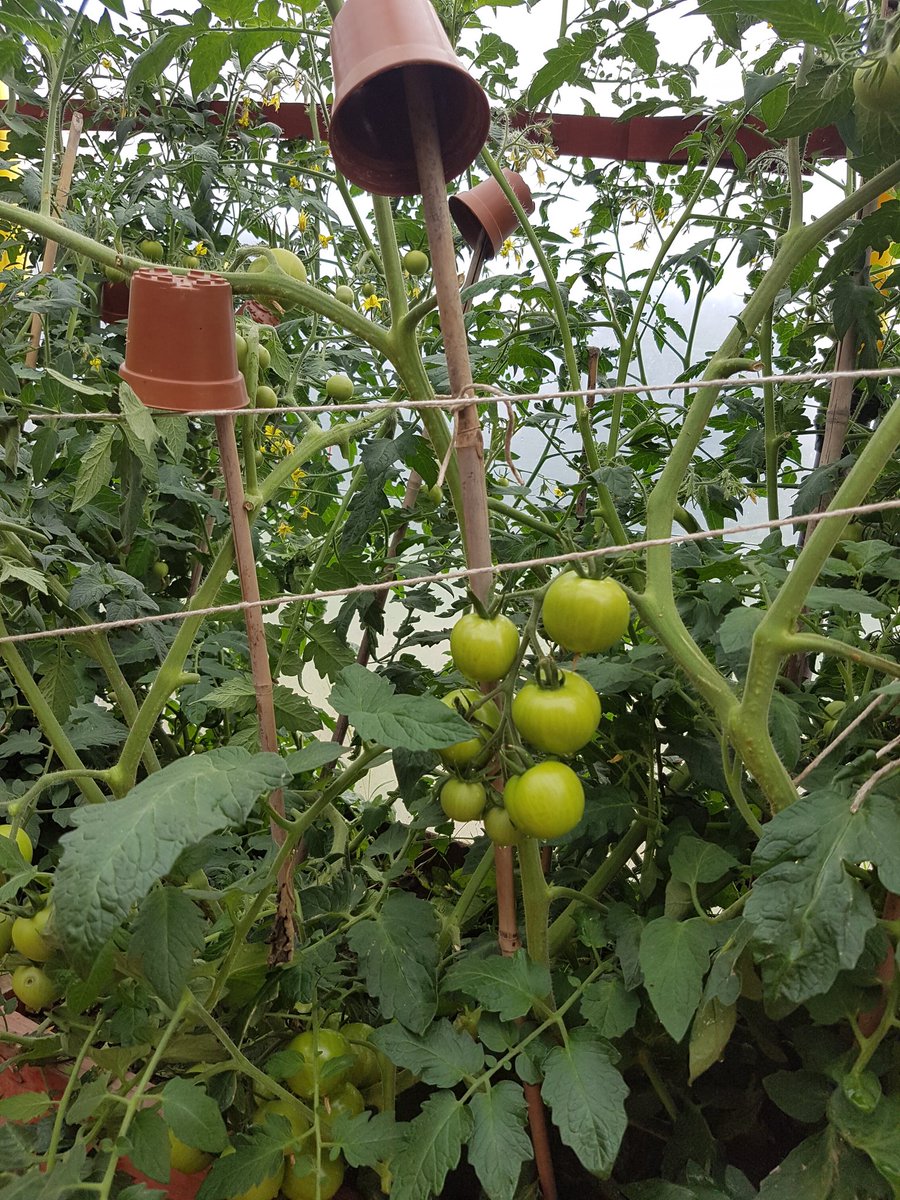 Ribbonsx's tweet photo. Working alongside nature; free of chemicals, seems to be working @CAISLtd farm
#sweetcorn #courgette #permaculture #tomatoe #pumpkin https://t.co/dZulW7Zhr0