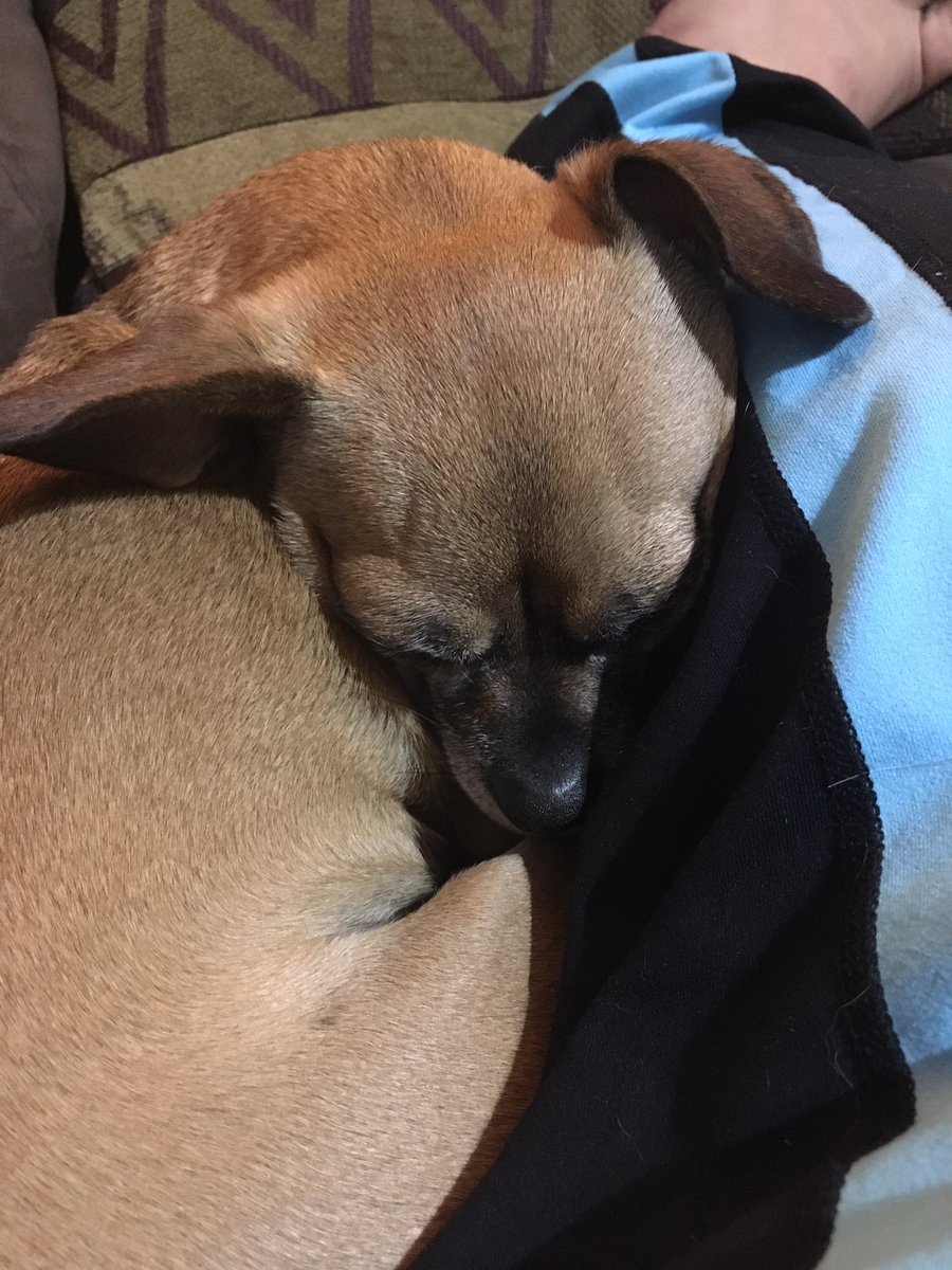 atleighbennett's tweet photo. My Molley Tamale. I'm trying to concentrate, but that snuggly face has me distracted. #amNOTwriting #chihuahua https://t.co/jAe0Grjv1l