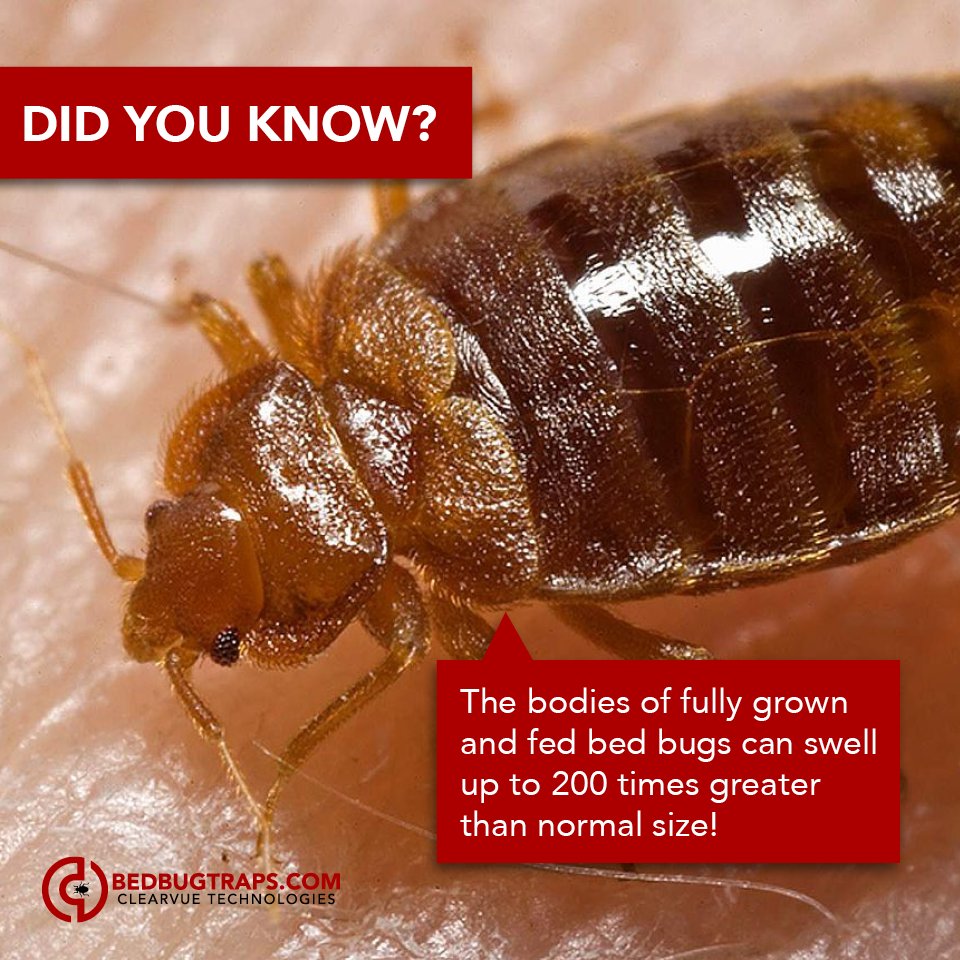 oktanemedia's tweet image. Don't let a minor problem become a major inconvenience. Order your traps today at bedbugtraps.com #ClearVueTechnologies #bedbug