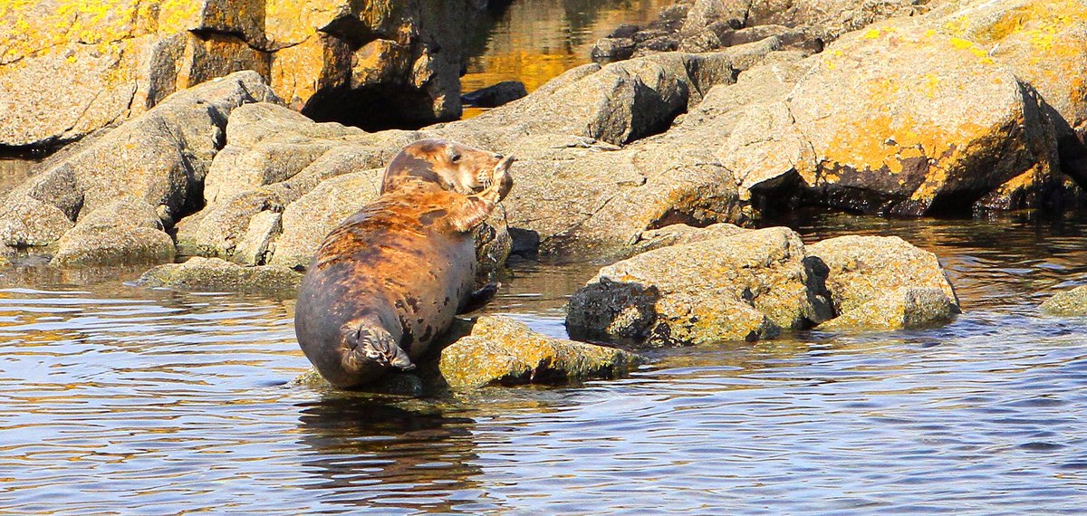 Majestic Gannets joined us on way home from the beautiful May Isle on the May Princess in stiff breeze. Our Kirkhaven seal pal waves us by🤗🌞