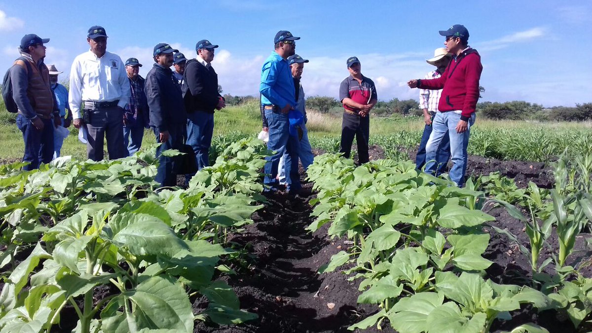 MasAgroGto's tweet photo. Día de campo en plataforma de investigación @MasAgroGto #IT Roque capacitación a docentes y productores @ACCIMMYT @SDAyR_Gto @Paulo_Banuelos https://t.co/Ip8R1DvljQ