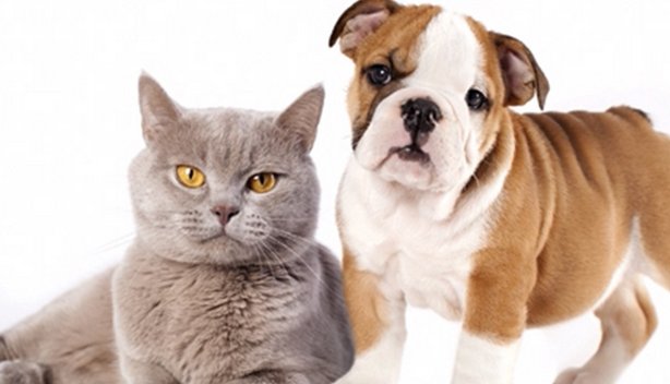 MilosKitchen's tweet image. Make sure your #pethealth is regarded as highly as that of the rest of your family. spr.ly/60138QQox