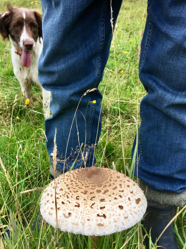Fabulous fungus Friday. Dorset. #mushrooms #Dorset #potluck