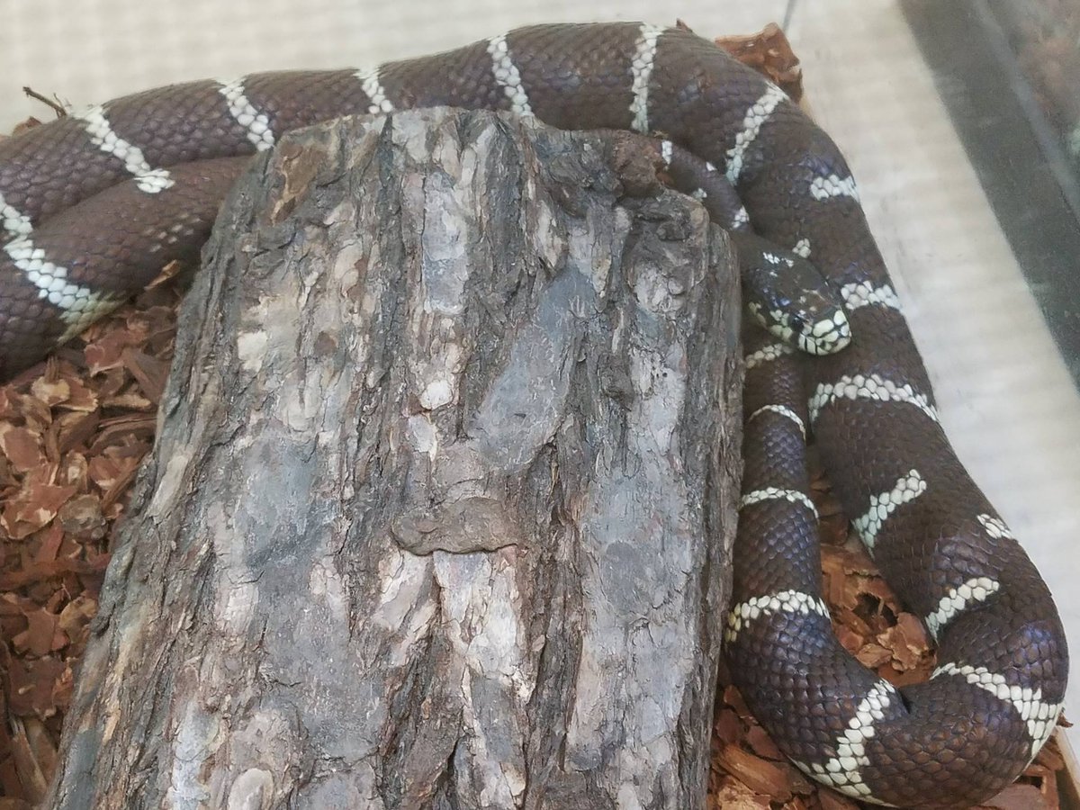 SacSplash's tweet photo. Friendly reminder from LeRoy, the California kingsnake, to have fun and stay hydrated this weekend! #cool #snake #FridayFeeling https://t.co/vXHqBwSIUg